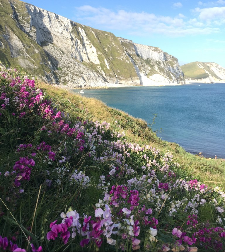 Wild sweet peas growing on the cliffs at Mupe Bay, close to the famous Lulworth Cove