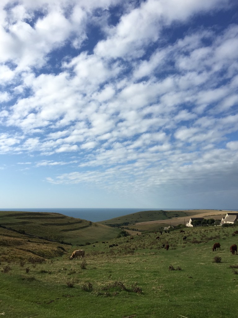 A view across a field of cows with Winspit and the sea in the distance, close to the village of Worth Matravers, Dorset, UK