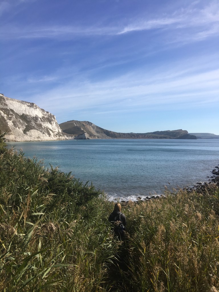 The reed beds at Mupe Bay, between Lulworth Cove and Worbarrow Bay, on the South West Coast Path, Dorset, UK
