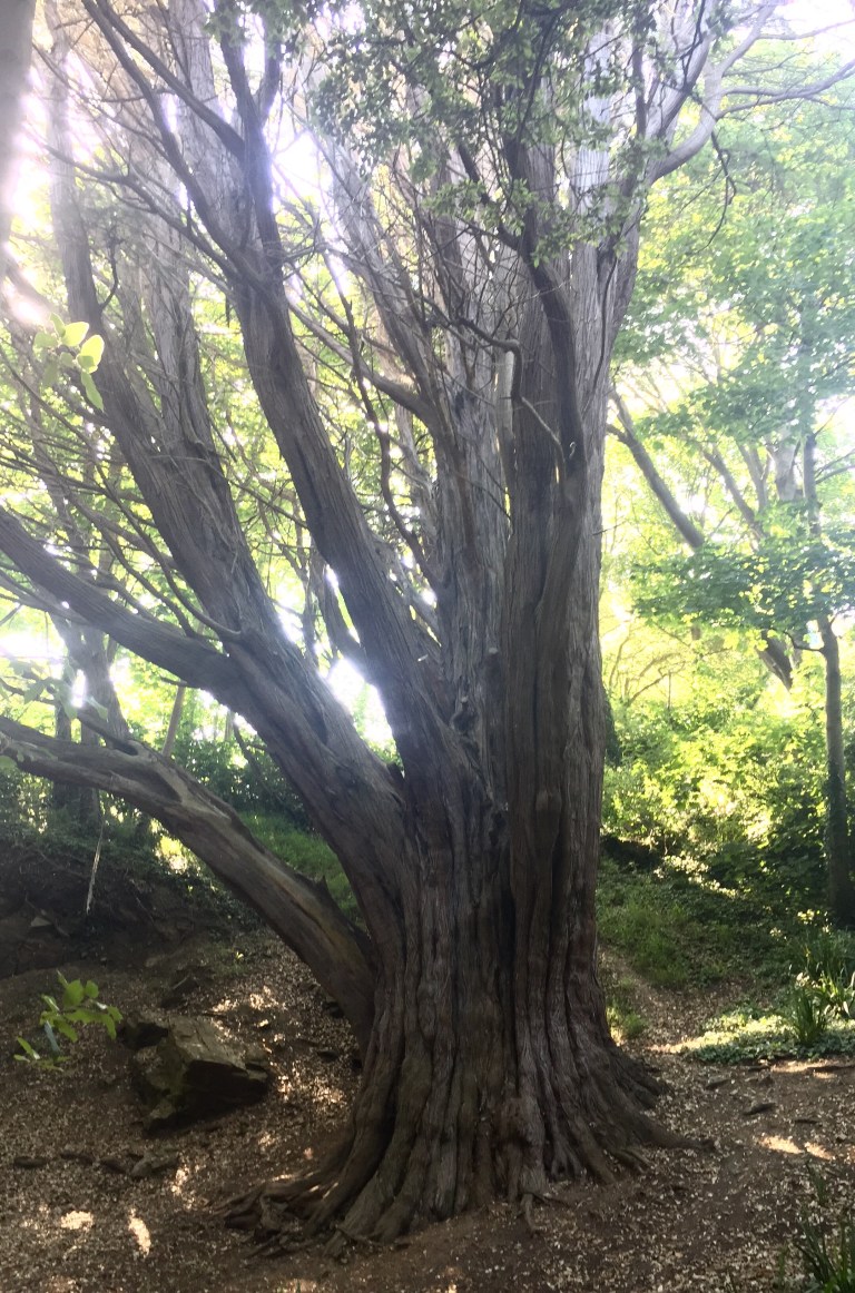 A mature Monterey cypress in Swanage, Dorset