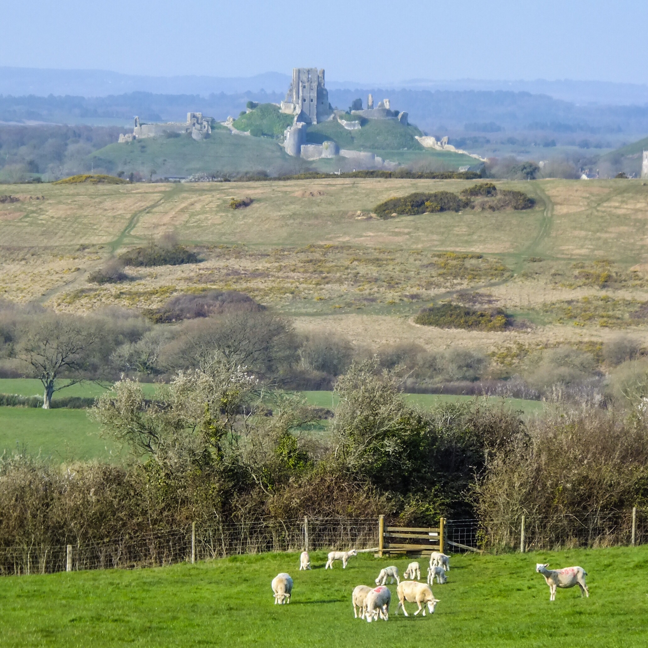 View of Corfe Castle from Kingston