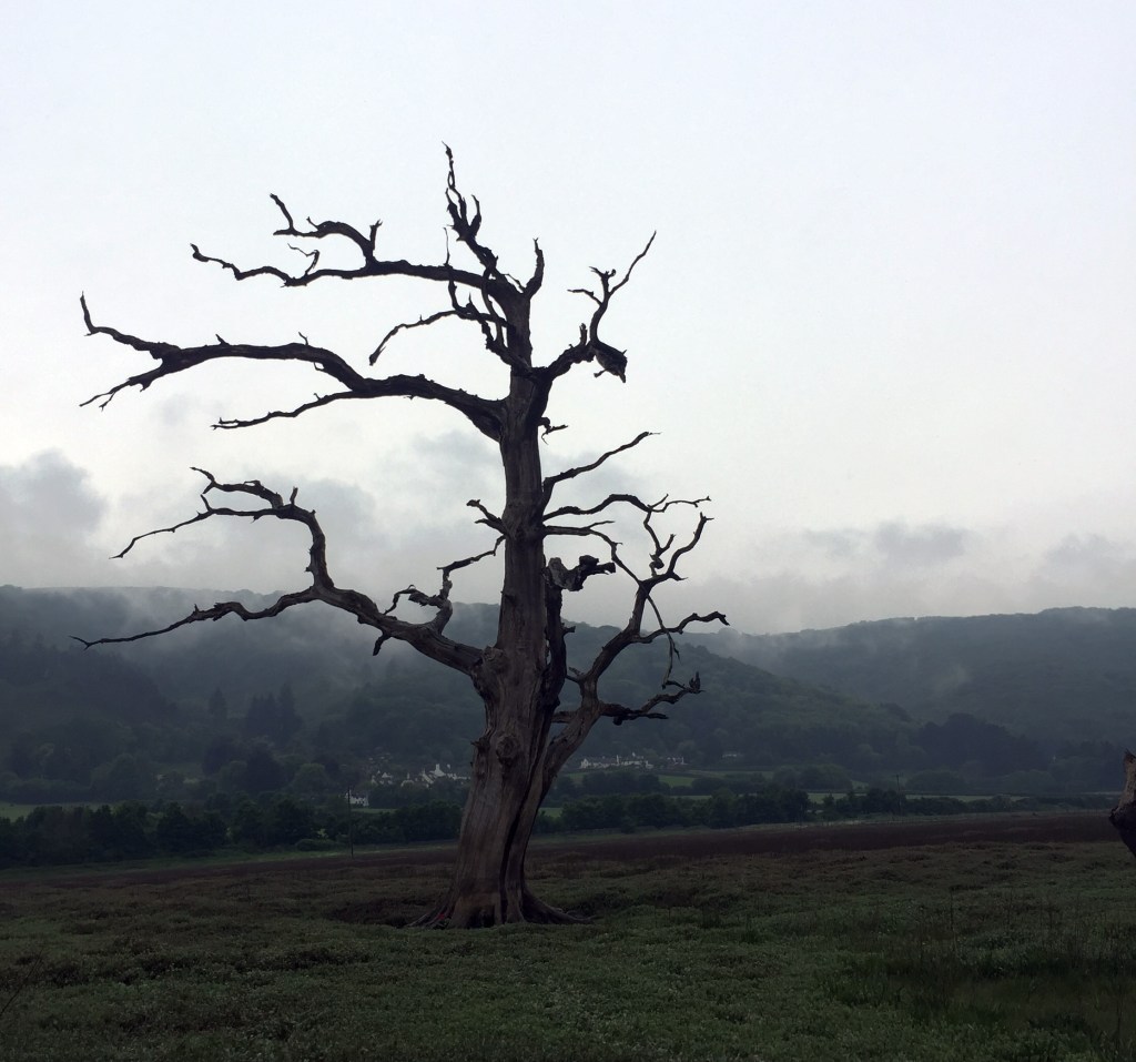 Skeletal tree on Porlock Marsh, Somerset