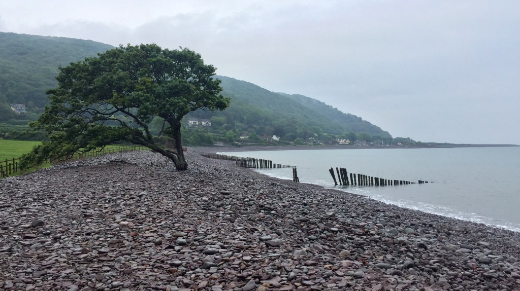Windblown tree on Porlock Beach, Exmoor, Somerset