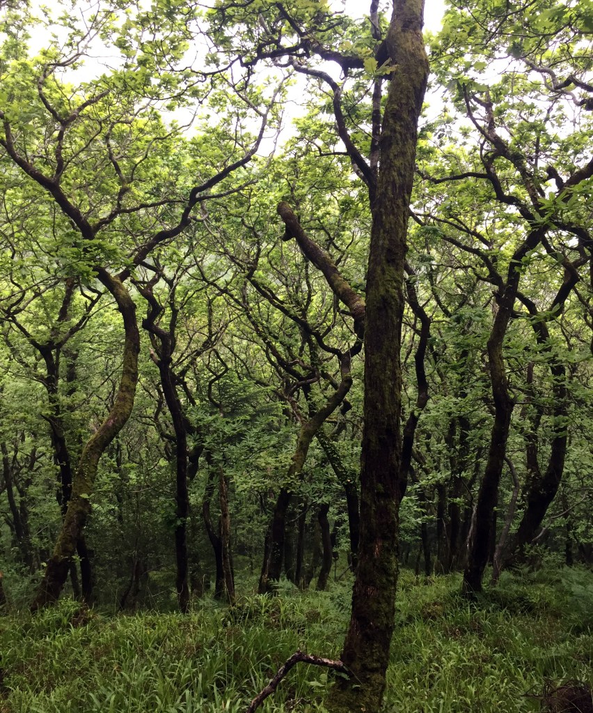 Ancient trees of Culbone Woods, Exmoor